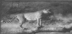 tiger.jpg (7626 bytes)